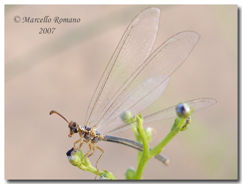 Incontri fra le dune: Myrmeleon hyalinus distinguendus